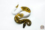 6274 0.1 RS PIED 66% H.LAV - Image 3
