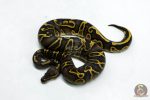6275 1.0 GHI RS YB 66% DBL.H. LAV PIED