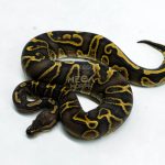 6275 1.0 GHI RS YB 66% DBL.H. LAV PIED