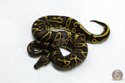 6275 1.0 GHI RS YB 66% DBL.H. LAV PIED