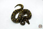 6275 1.0 GHI RS YB 66% DBL.H. LAV PIED - Image 2