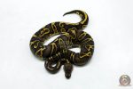 6275 1.0 GHI RS YB 66% DBL.H. LAV PIED - Image 3