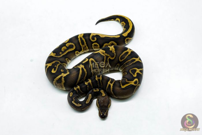 6275-3-1.jpg 6275 1.0 GHI RS YB 66% DBL.H. LAV PIED - Image 3