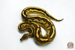 6276 1.0 BH RS LEO YB 66% DBL.H. LAV PIED