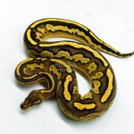 6276 1.0 BH RS LEO YB 66% DBL.H. LAV PIED