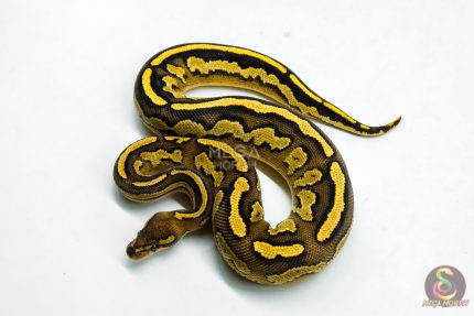 6276 1.0 BH RS LEO YB 66% DBL.H. LAV PIED