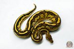 6276 1.0 BH RS LEO YB 66% DBL.H. LAV PIED - Image 2