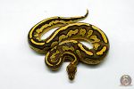 6276 1.0 BH RS LEO YB 66% DBL.H. LAV PIED - Image 3