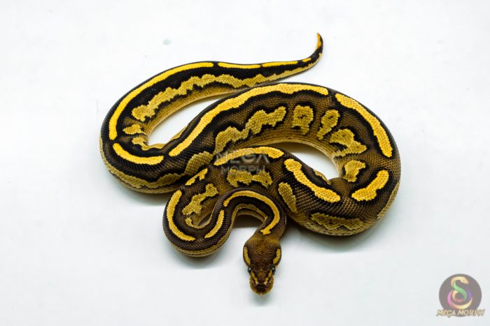 6276-3-1.jpg 6276 1.0 BH RS LEO YB 66% DBL.H. LAV PIED - Image 3