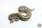 6277 0.1 GHI MOJAVE PASTEL CRYPTON