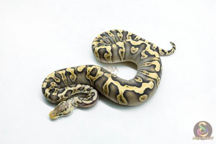 6277 0.1 GHI MOJAVE PASTEL CRYPTON
