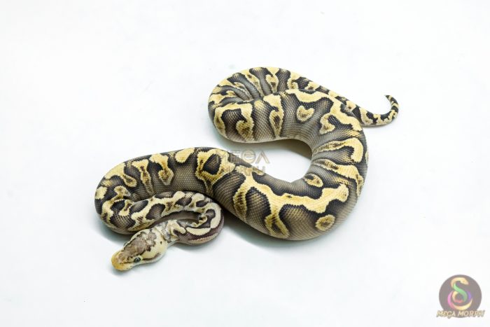 6277-1-1.jpg 6277 0.1 GHI MOJAVE PASTEL CRYPTON - Image 1