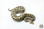 6277 0.1 GHI MOJAVE PASTEL CRYPTON - Image 2