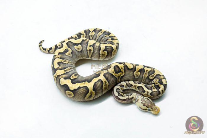 6277-2-1.jpg 6277 0.1 GHI MOJAVE PASTEL CRYPTON - Image 2