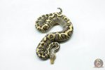 6277 0.1 GHI MOJAVE PASTEL CRYPTON - Image 3