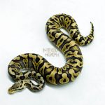 6278 0.1 GHI PASTEL CRYPTON