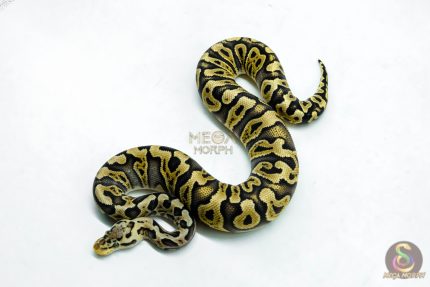 6278 0.1 GHI PASTEL CRYPTON