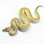 6279 0.1 LESSER FIRE CLOWN