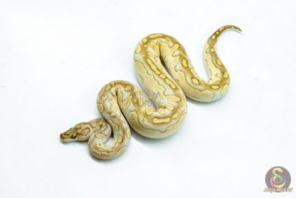 6279 0.1 LESSER FIRE CLOWN