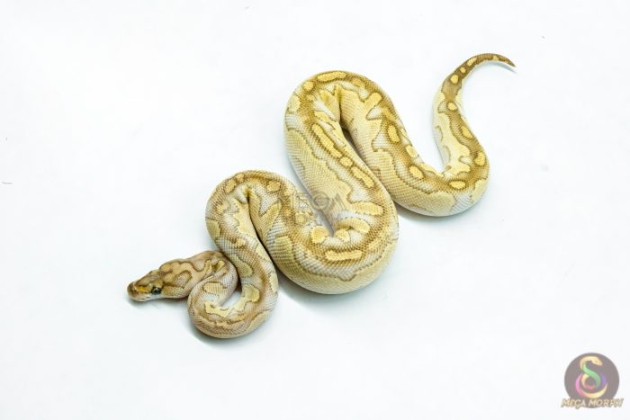 6279-1-1.jpg 6279 0.1 LESSER FIRE CLOWN - Image 1