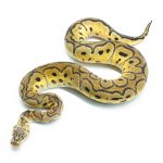 6285 1.0 RS PASTEL CLOWN