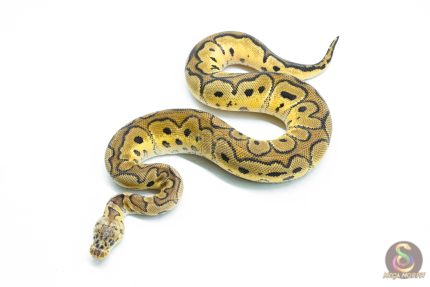 6285 1.0 RS PASTEL CLOWN