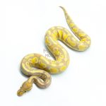 6287 1.0 CG HURRICANE YB H.CLOWN