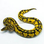 6289 0.1 HURRICANE OD YB PASTEL H.CLOWN