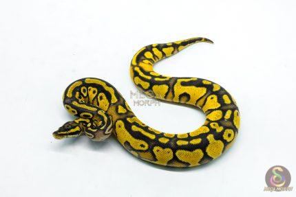 6289 0.1 HURRICANE OD YB PASTEL H.CLOWN