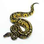 6290 0.1 HURRICANE PASTEL YB H.CLOWN