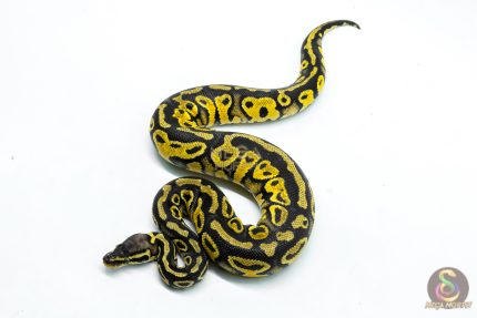 6290 0.1 HURRICANE PASTEL YB H.CLOWN
