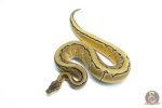 6291 1.0 OD PIN DBL.H.HYPO PIED