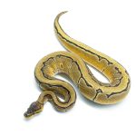 6291 1.0 OD PIN DBL.H.HYPO PIED