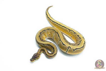 6291 1.0 OD PIN DBL.H.HYPO PIED