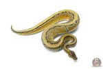 6291 1.0 OD PIN DBL.H.HYPO PIED - Image 2