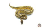 6291 1.0 OD PIN DBL.H.HYPO PIED - Image 3