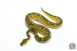 6293 0.1 ENCHI CLOWN P.RS