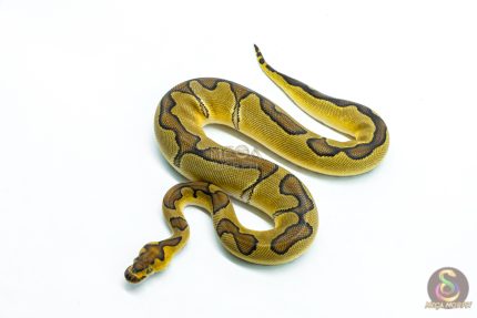 6293 0.1 ENCHI CLOWN P.RS