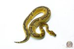 6293 0.1 ENCHI CLOWN P.RS - Image 2