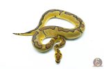6293 0.1 ENCHI CLOWN P.RS - Image 3