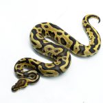 6294 1.0 LEO ENCHI FIRE H.CLOWN