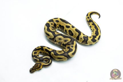 6294 1.0 LEO ENCHI FIRE H.CLOWN