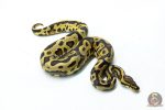 6294 1.0 LEO ENCHI FIRE H.CLOWN - Image 2