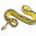 6295 0.1 PASTEL ENCHI FIRE CLOWN