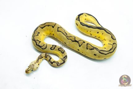 6295 0.1 PASTEL ENCHI FIRE CLOWN