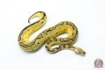 6295 0.1 PASTEL ENCHI FIRE CLOWN - Image 2