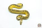 6295 0.1 PASTEL ENCHI FIRE CLOWN - Image 3