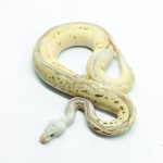 6296 1.0 LEO SPOTNOSE PASTEL FIRE CLOWN