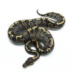 6298 0.1 SUPER GHI YB