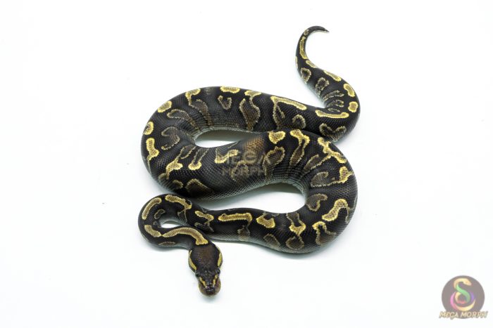 6298-3-1.jpg 6298 0.1 SUPER GHI YB - Image 3